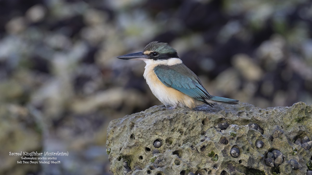 Sacred Kingfisher (Australasian) - ML624116741