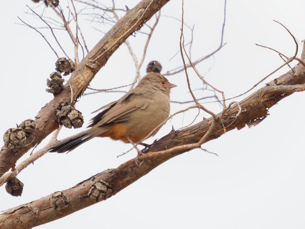 California Towhee - ML624116743