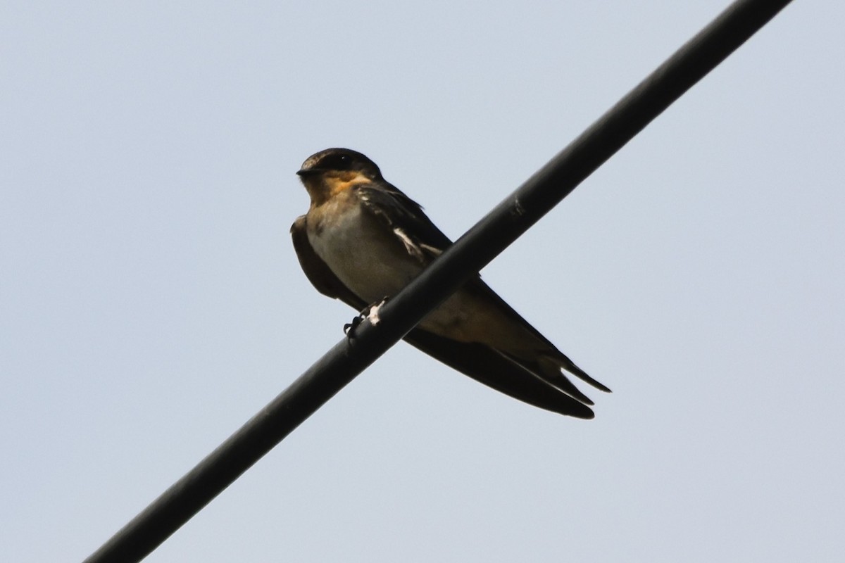 Barn Swallow - ML624116744