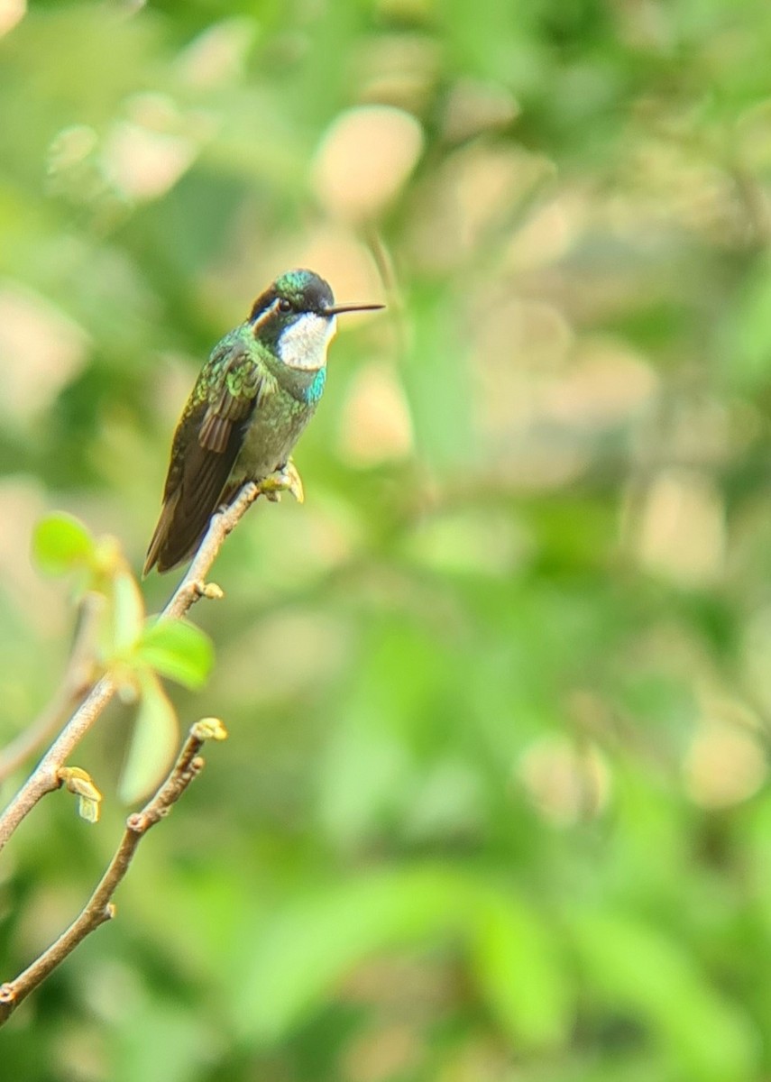 White-throated Mountain-gem - Nils Kaczmarek