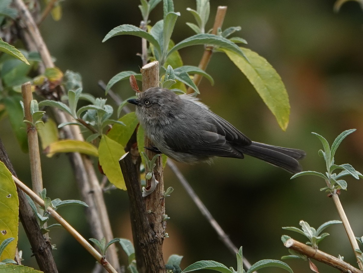 Bushtit - ML624116746