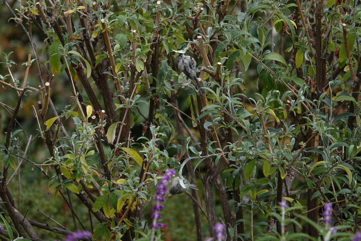 Bushtit - ML624116747