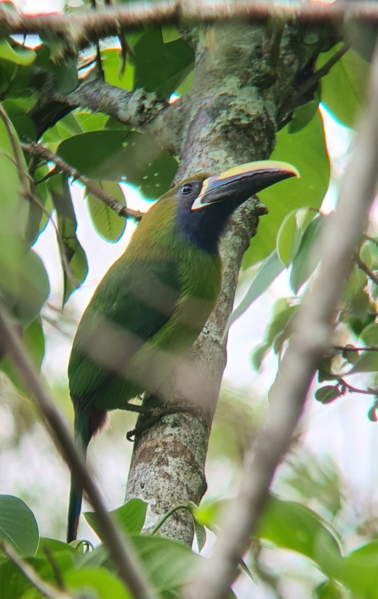 Northern Emerald-Toucanet - ML624116748