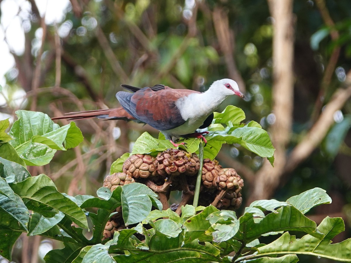 Great Cuckoo-Dove - ML624116767