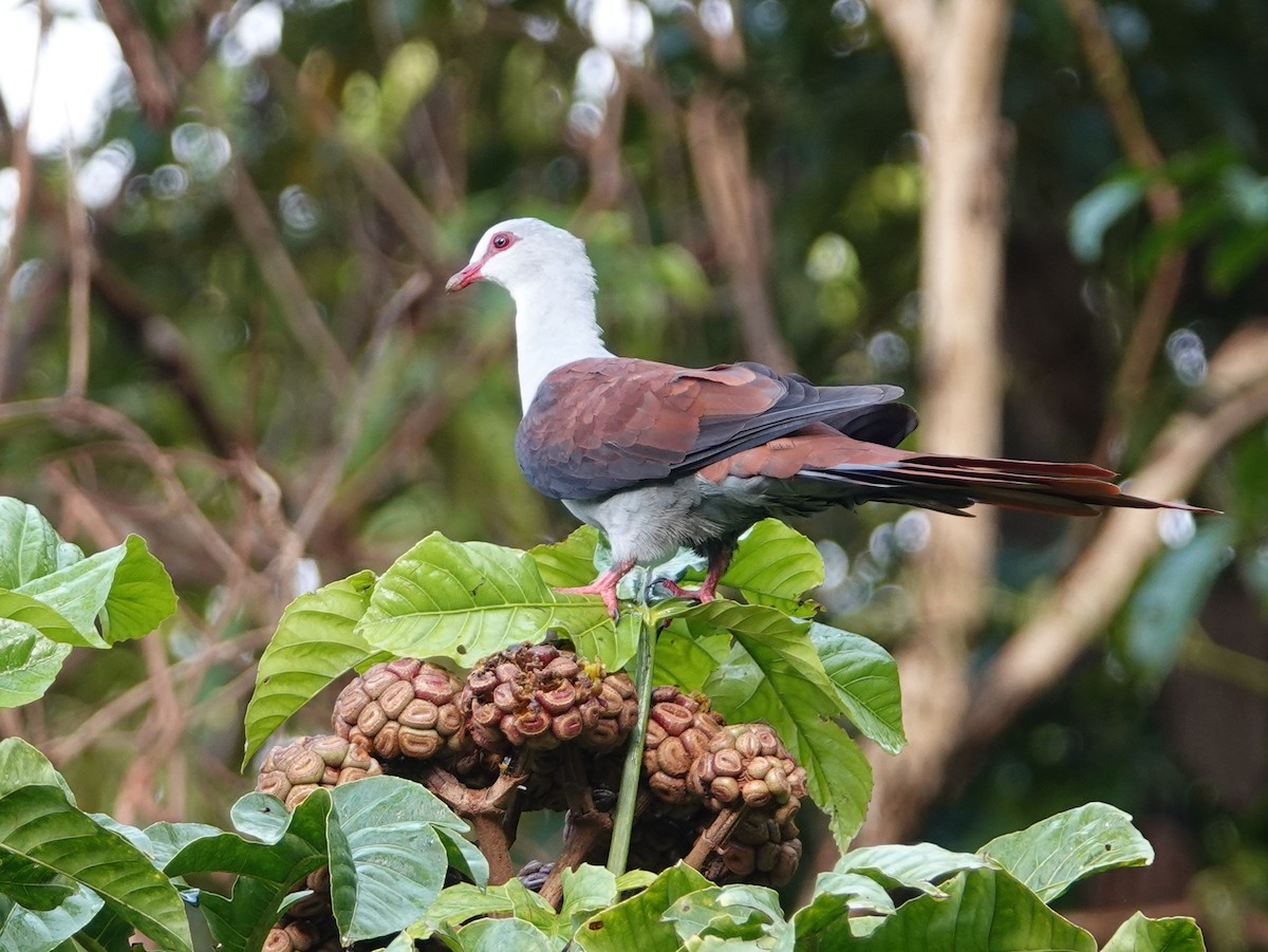 Great Cuckoo-Dove - ML624116768