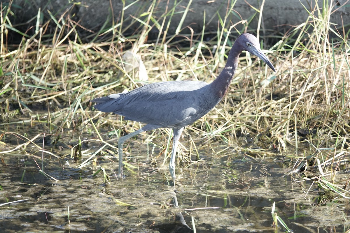 Little Blue Heron - ML624116769