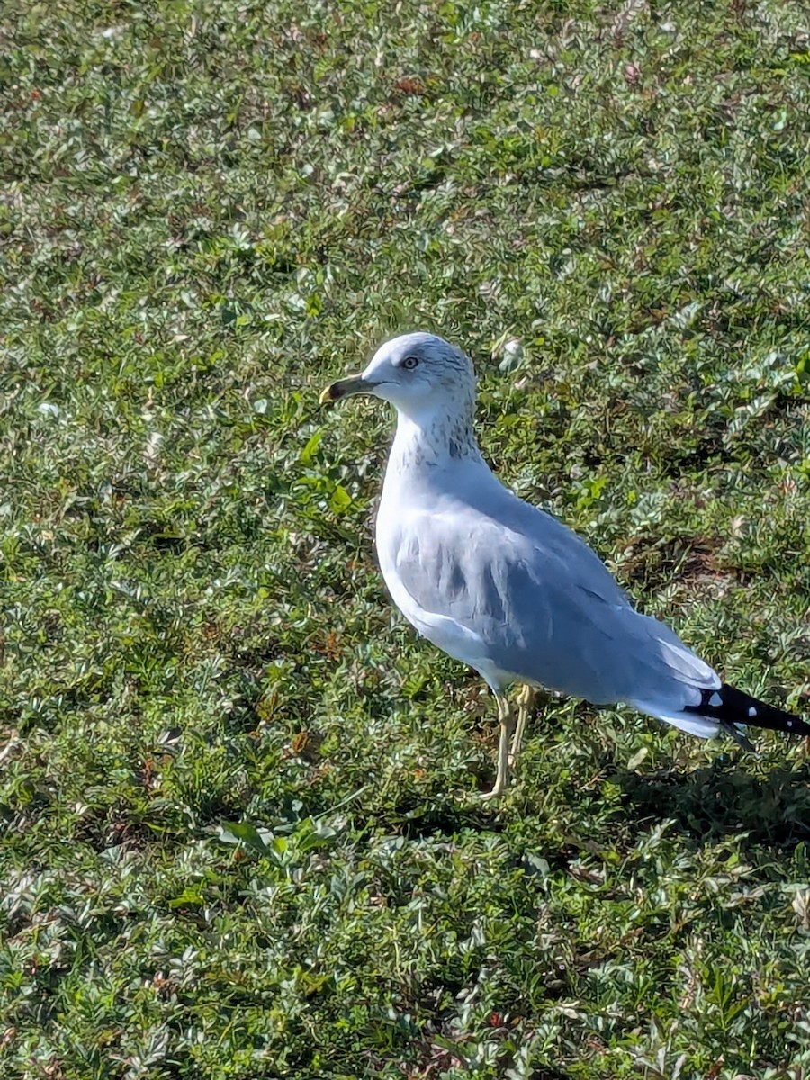 Ring-billed Gull - ML624116771