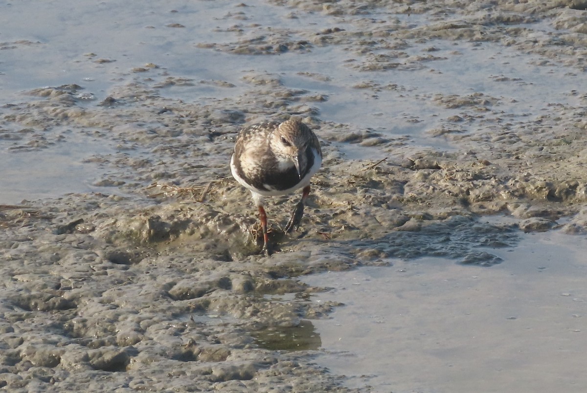 Ruddy Turnstone - ML624116772