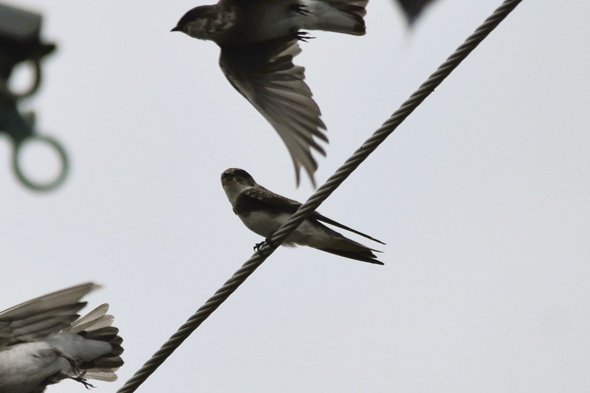 Bank Swallow - ML624116773