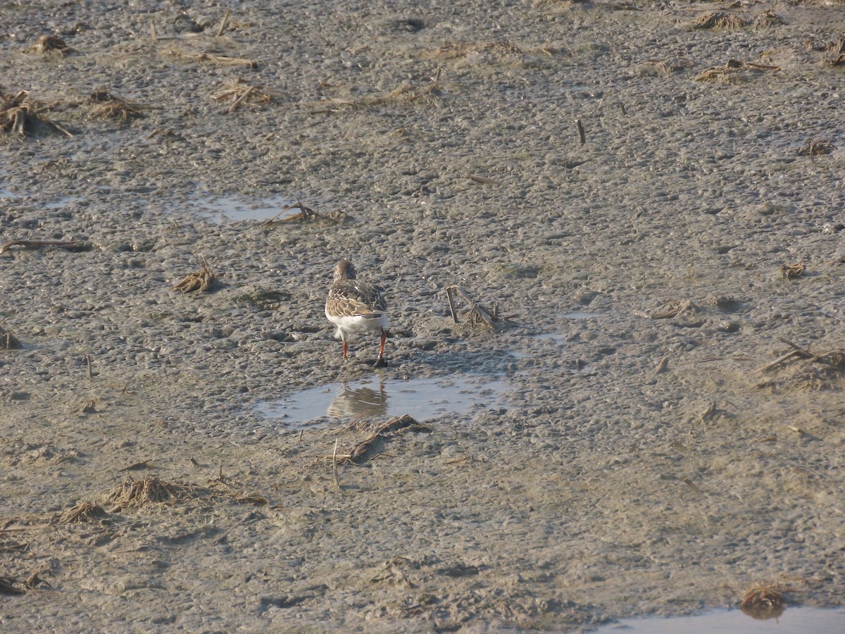 Ruddy Turnstone - ML624116774