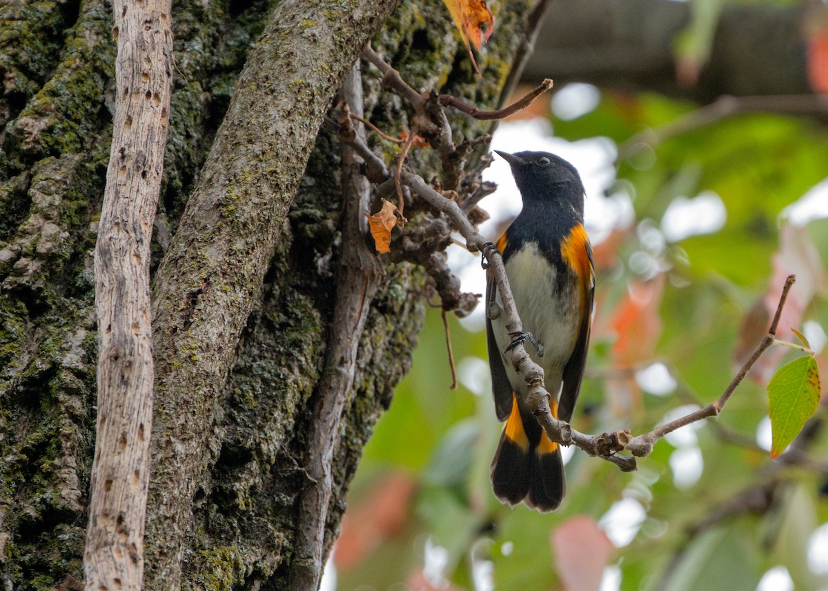 American Redstart - ML624116775