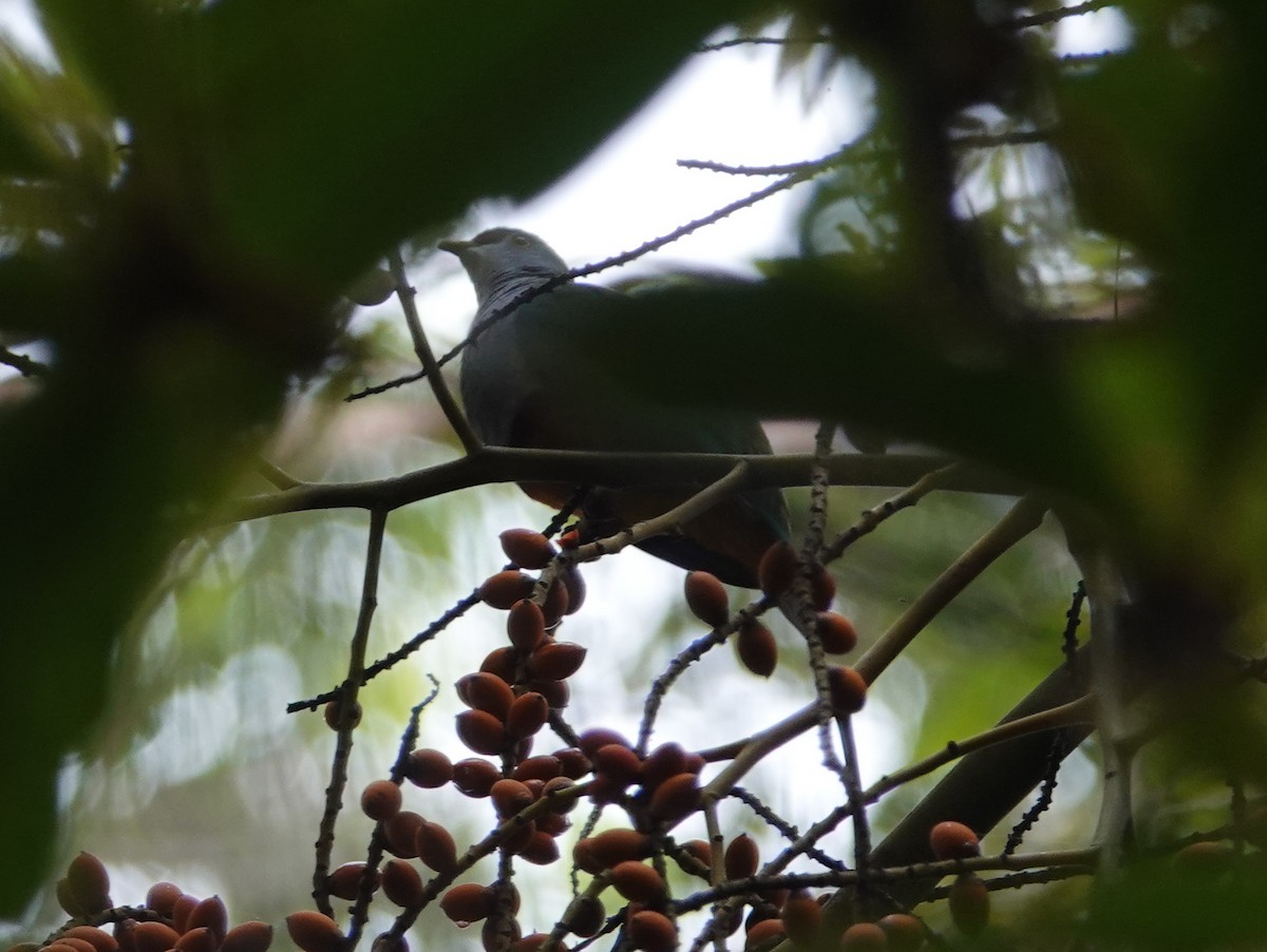 Beautiful Fruit-Dove - ML624116776