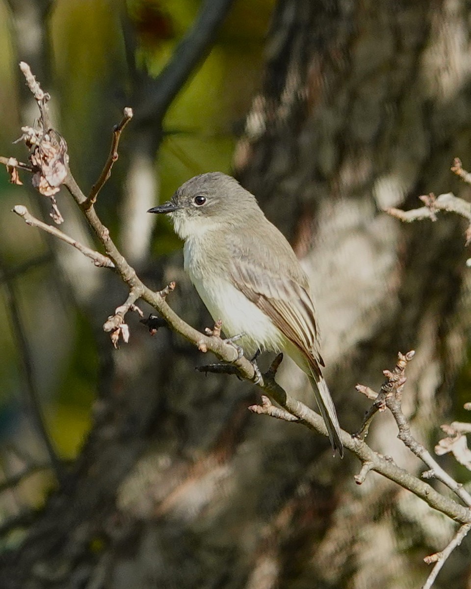 Moucherolle phébi - ML624116778