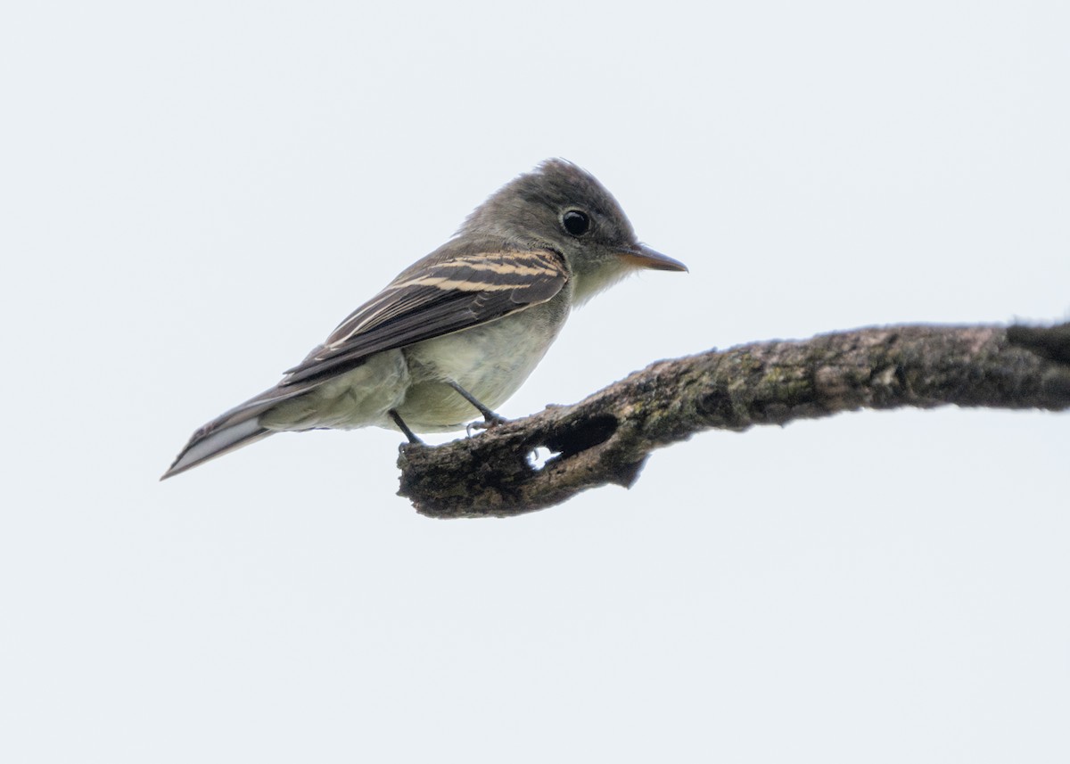 Eastern Wood-Pewee - ML624116783