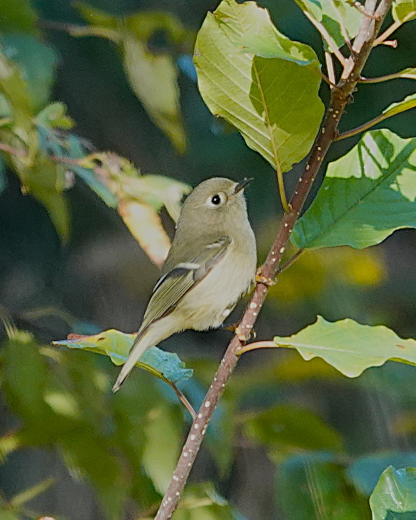 Ruby-crowned Kinglet - ML624116784