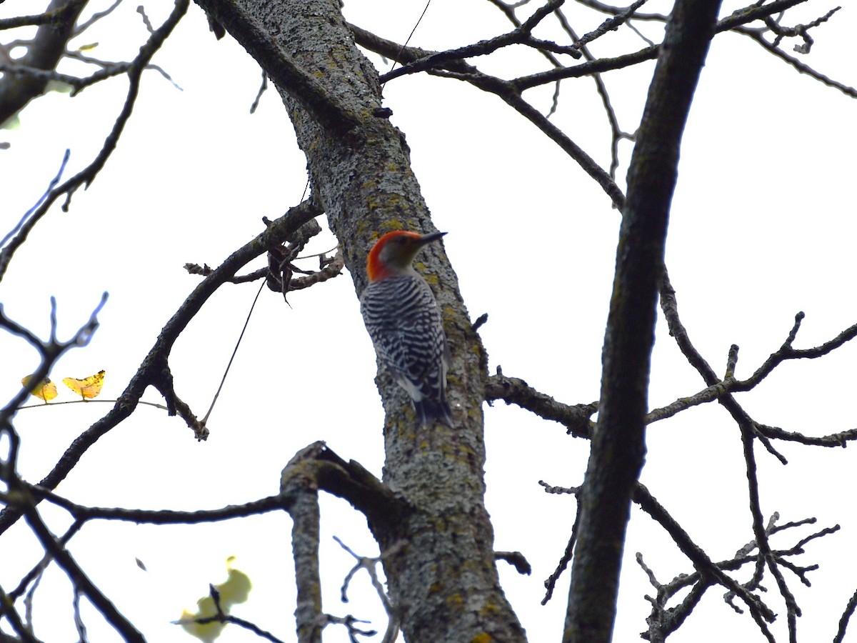 Red-bellied Woodpecker - ML624116785