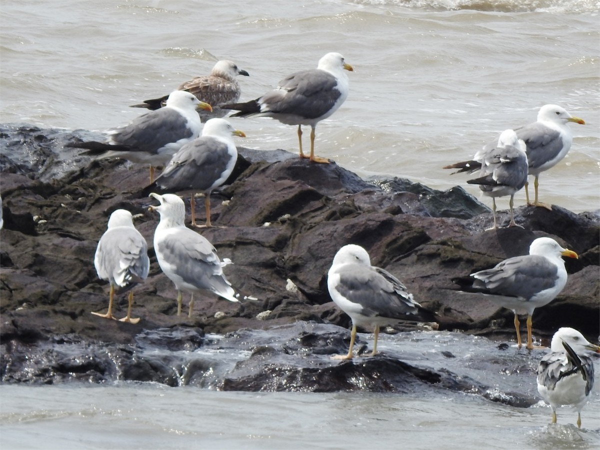 Lesser Black-backed Gull - ML624116786