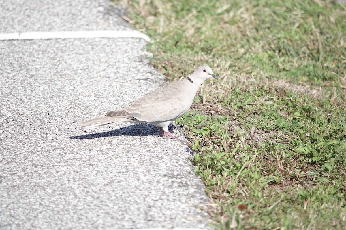 Eurasian Collared-Dove - ML624116787