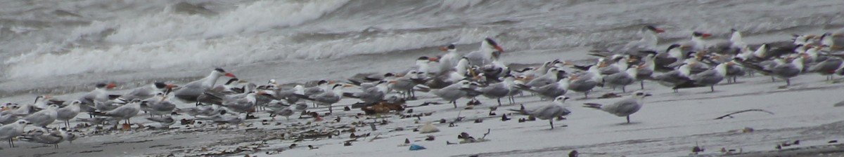 Caspian Tern - ML624116788