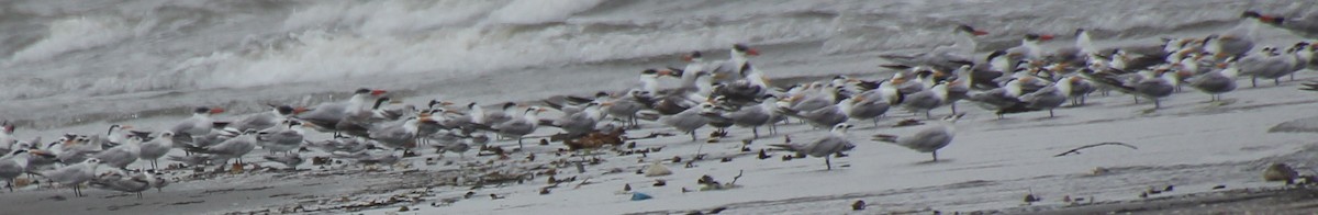 Caspian Tern - ML624116789