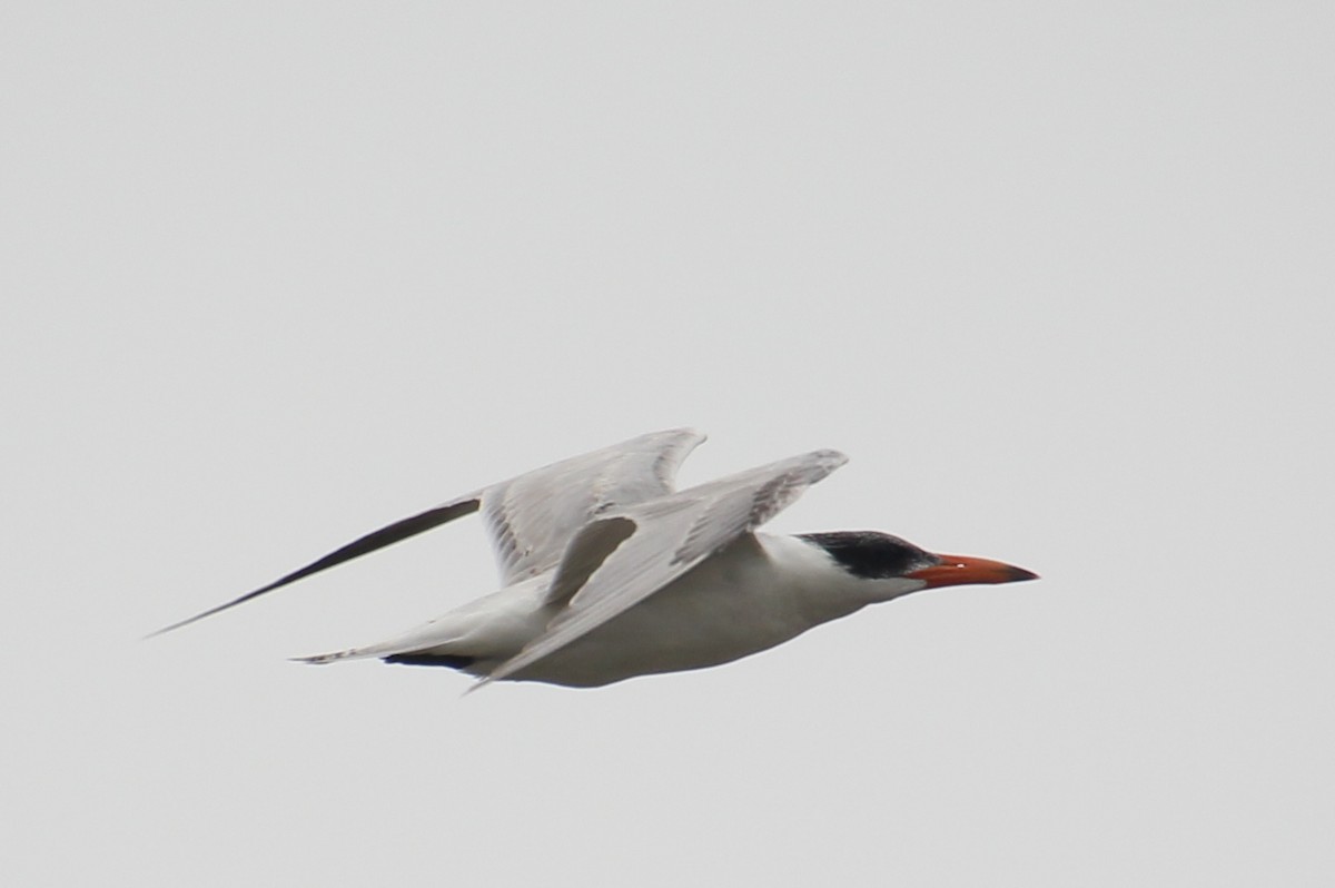 Caspian Tern - Atharva Kasturia