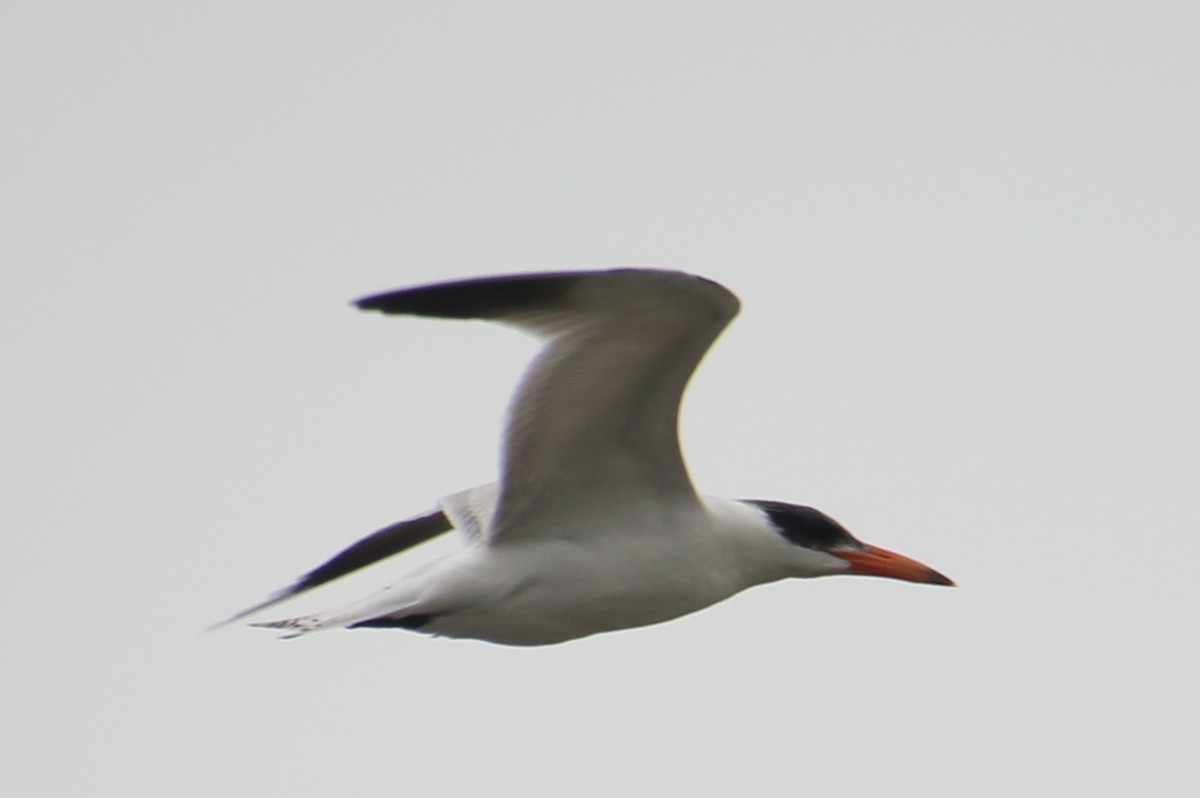 Caspian Tern - ML624116791