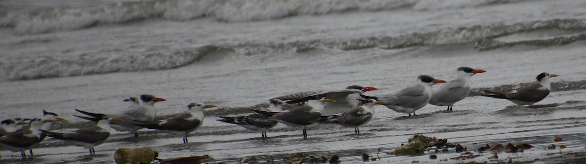 Caspian Tern - ML624116792