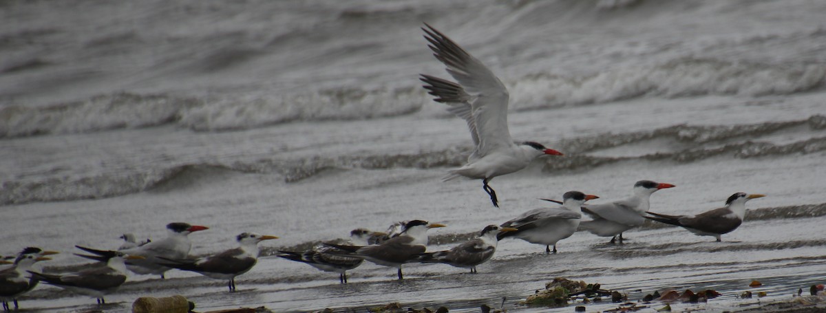 Caspian Tern - Atharva Kasturia