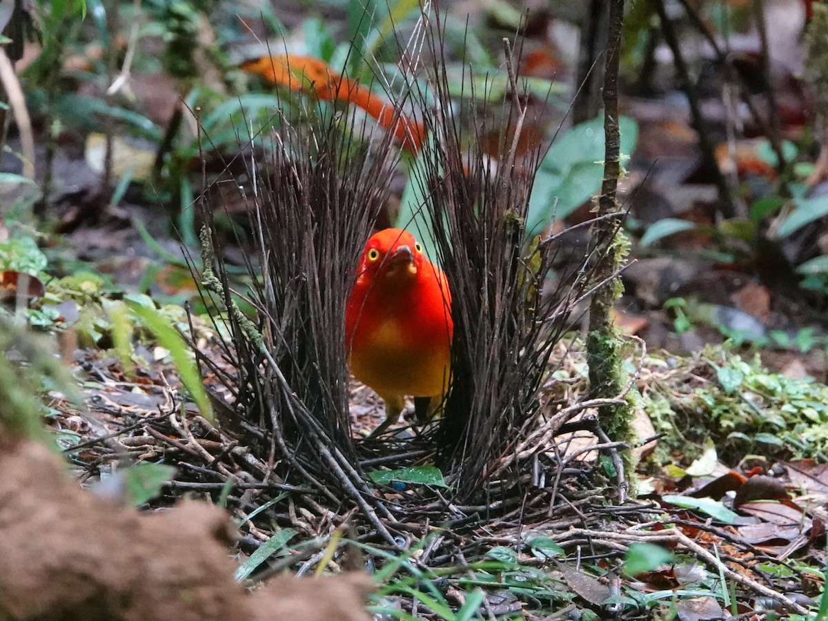 Flame Bowerbird - ML624116794