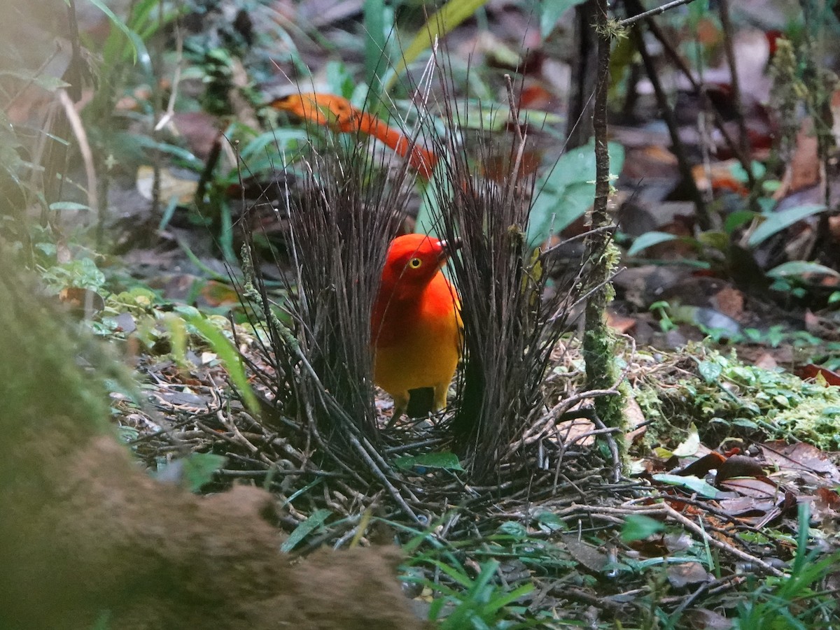 Flame Bowerbird - ML624116795