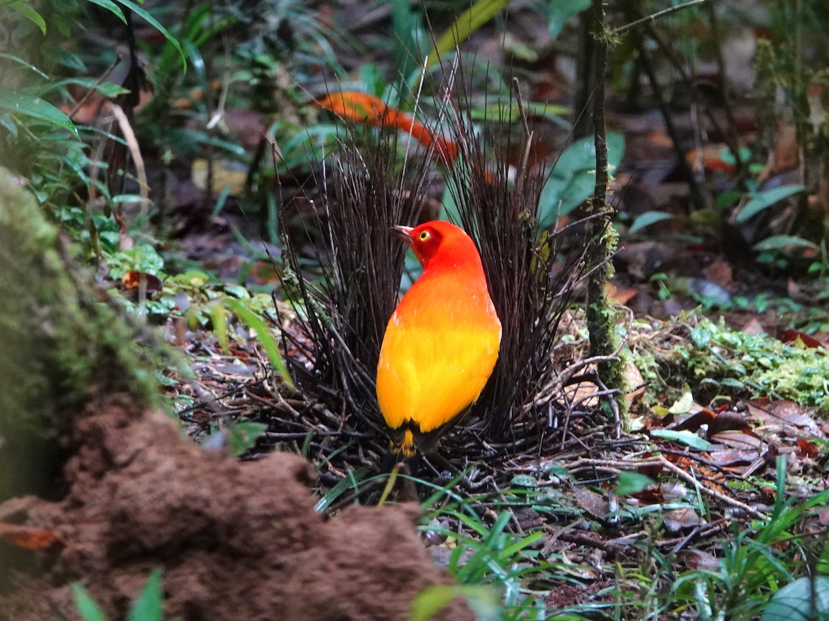 Flame Bowerbird - ML624116796