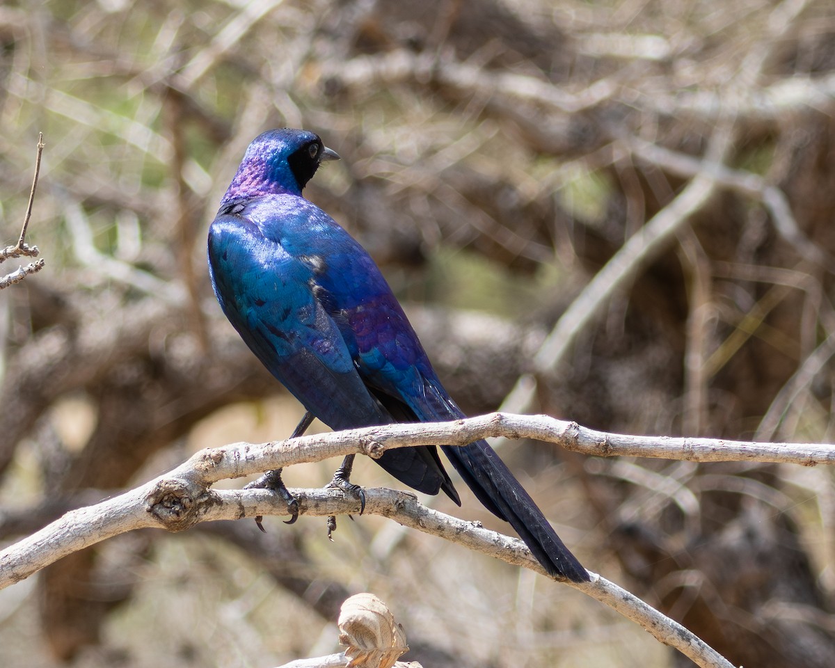 Burchell's Starling - ML624116797