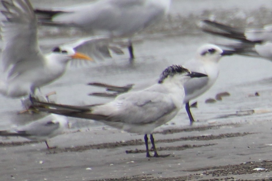 Whiskered Tern - ML624116798