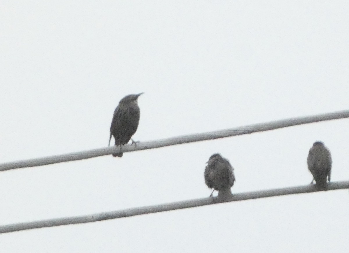 European Starling - ML624116799