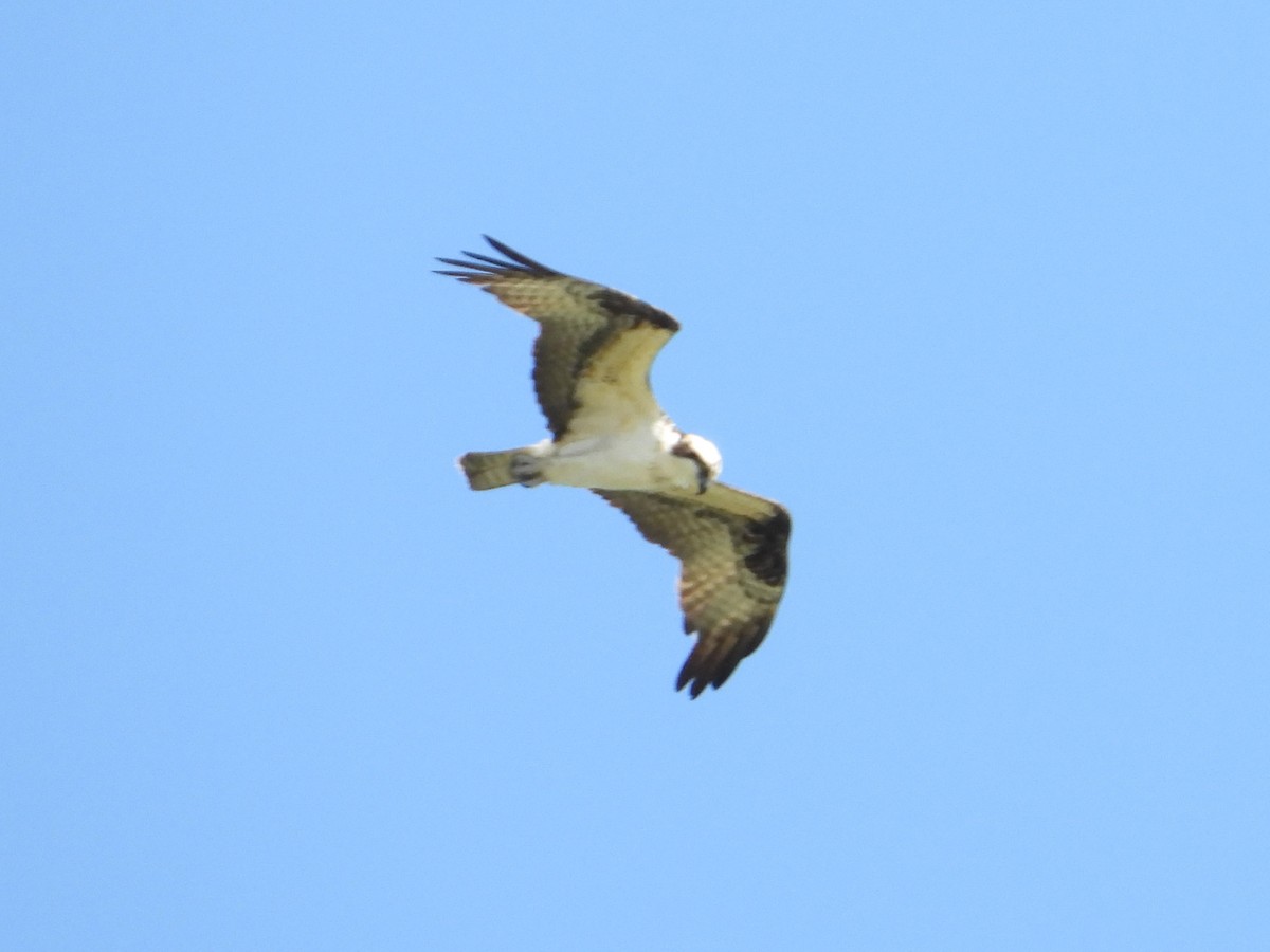 Osprey - Eric Howe