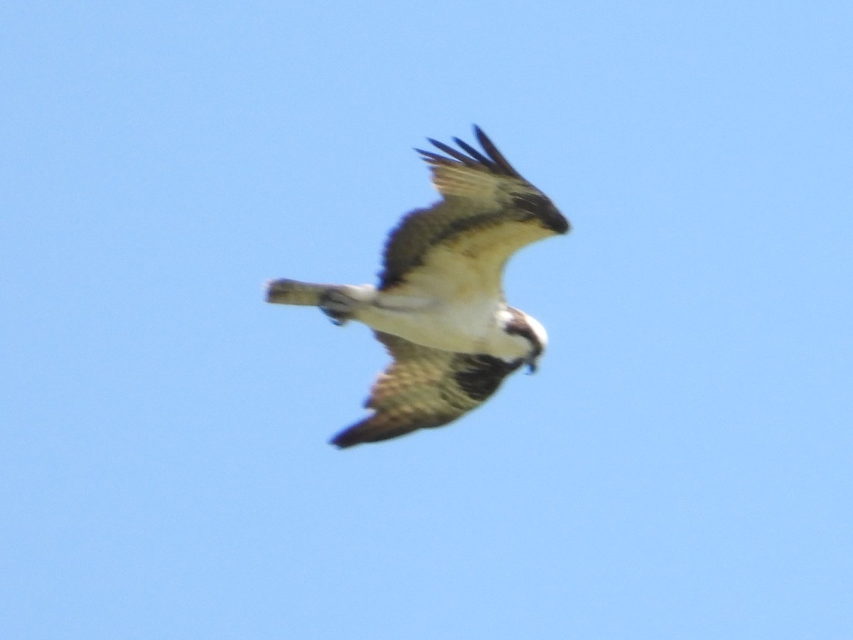 Osprey - ML624116817