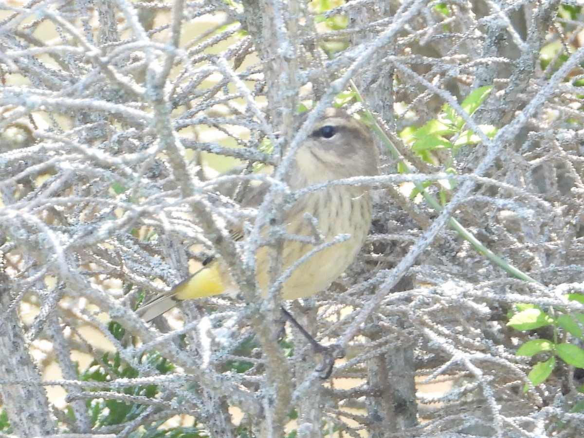 Palm Warbler (Western) - ML624116819