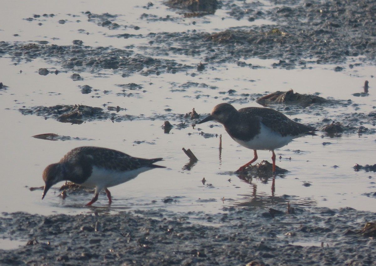 Ruddy Turnstone - ML624116821