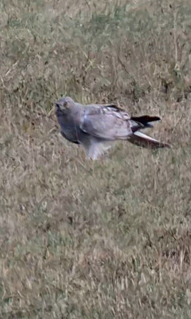 Hen Harrier - ML624116823