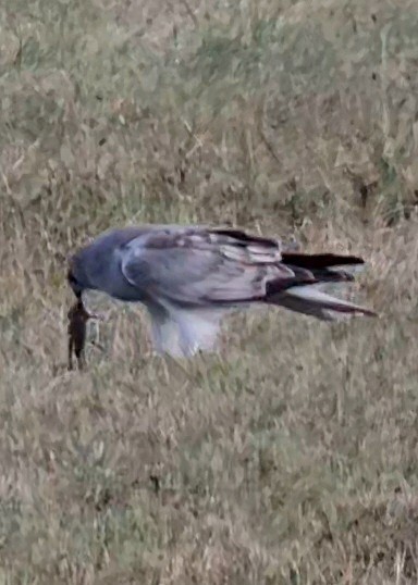 Hen Harrier - ML624116824