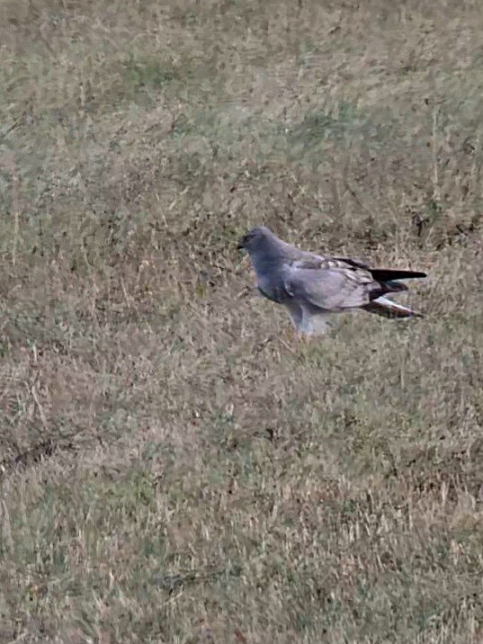 Hen Harrier - ML624116827