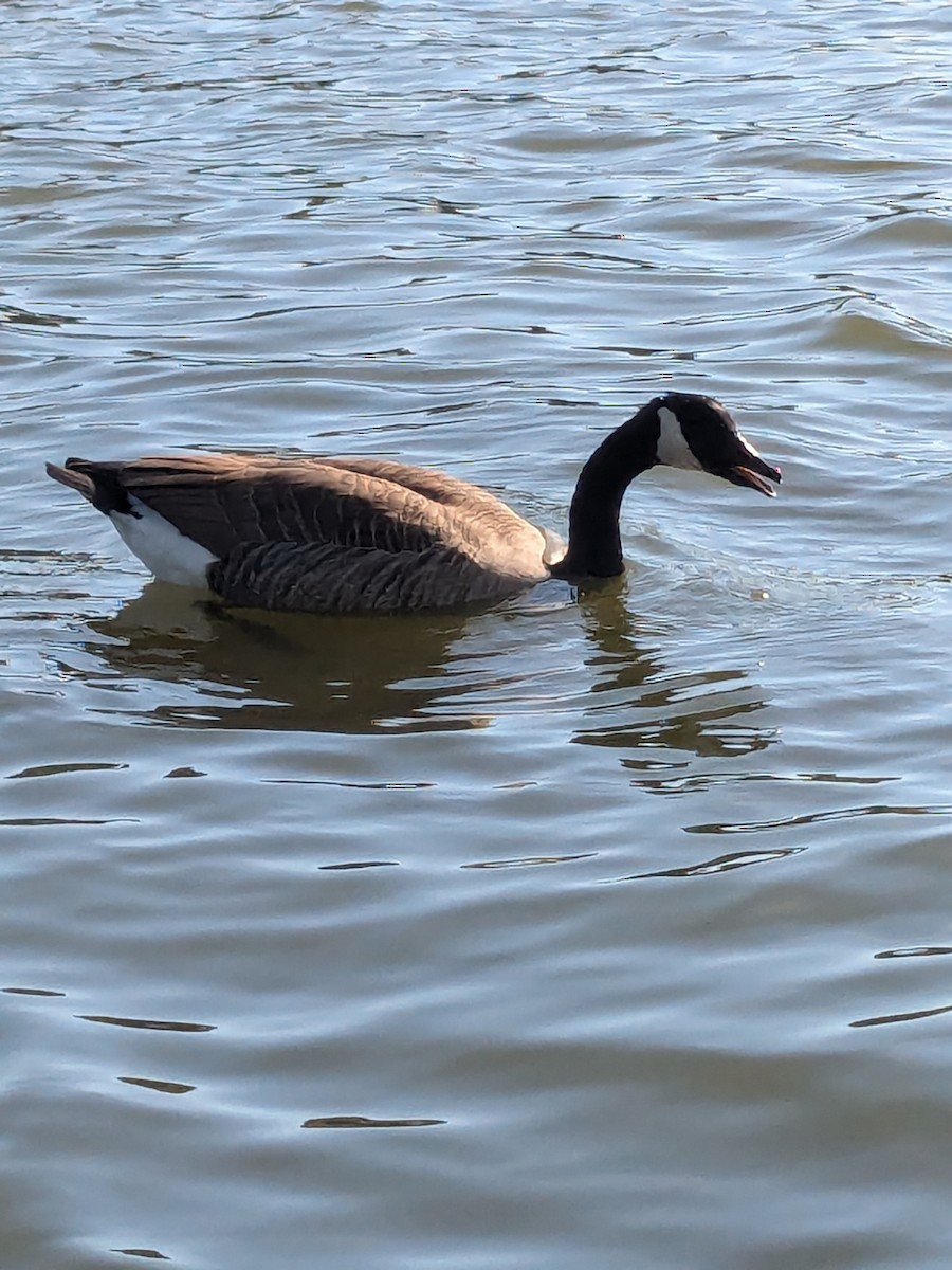 Canada Goose - ML624116828