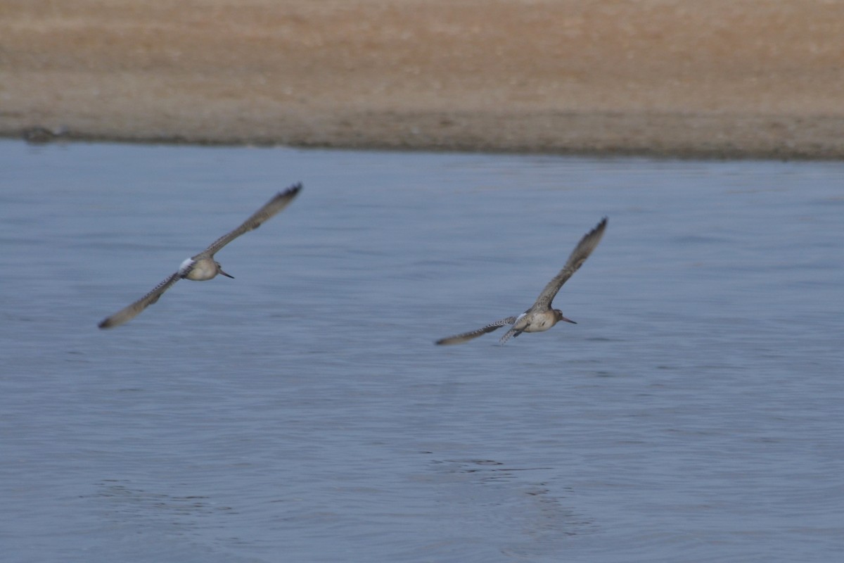 Bar-tailed Godwit - ML624116829