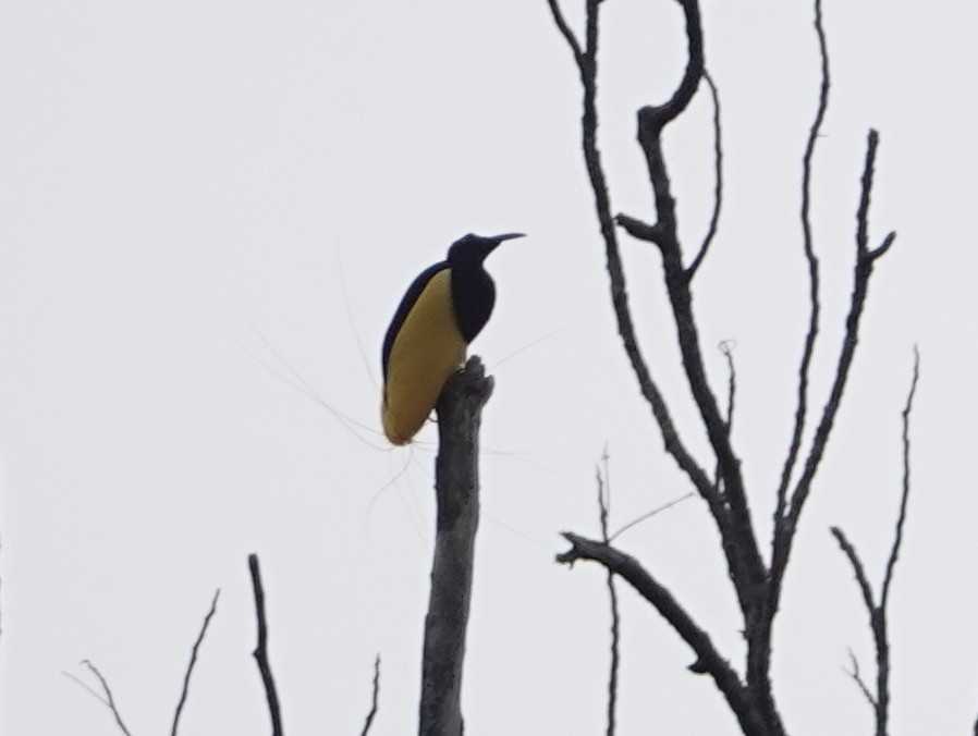 Twelve-wired Bird-of-Paradise - ML624116831