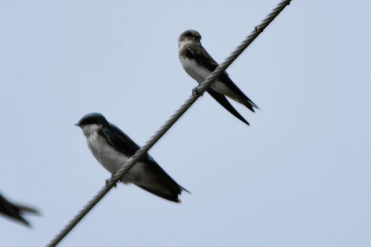 Bank Swallow - Mark Greene