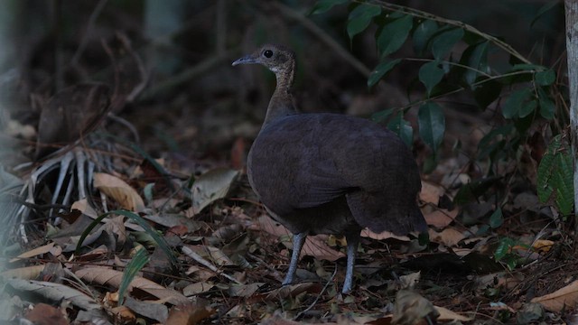 Solitary Tinamou - ML624116833