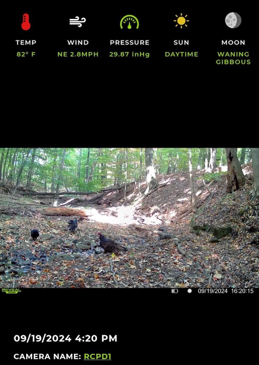 Turkey Vulture - RCPD Surveyor