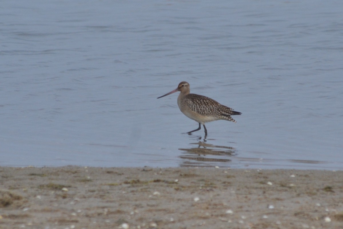 Bar-tailed Godwit - Paulo  Roncon