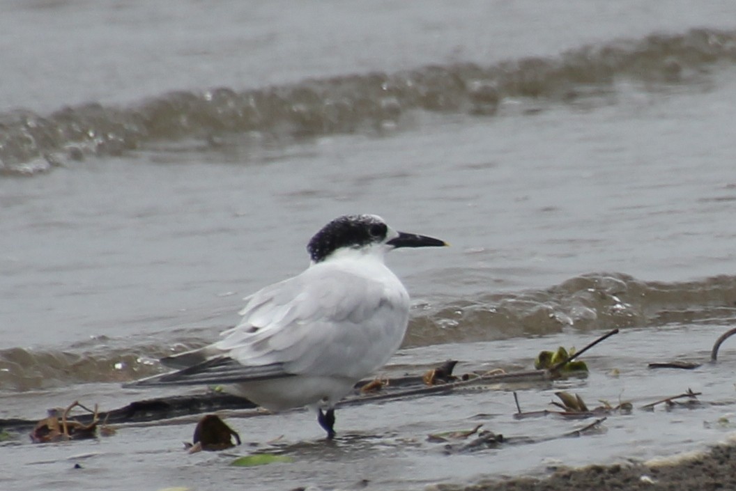 Sandwich Tern - ML624116839