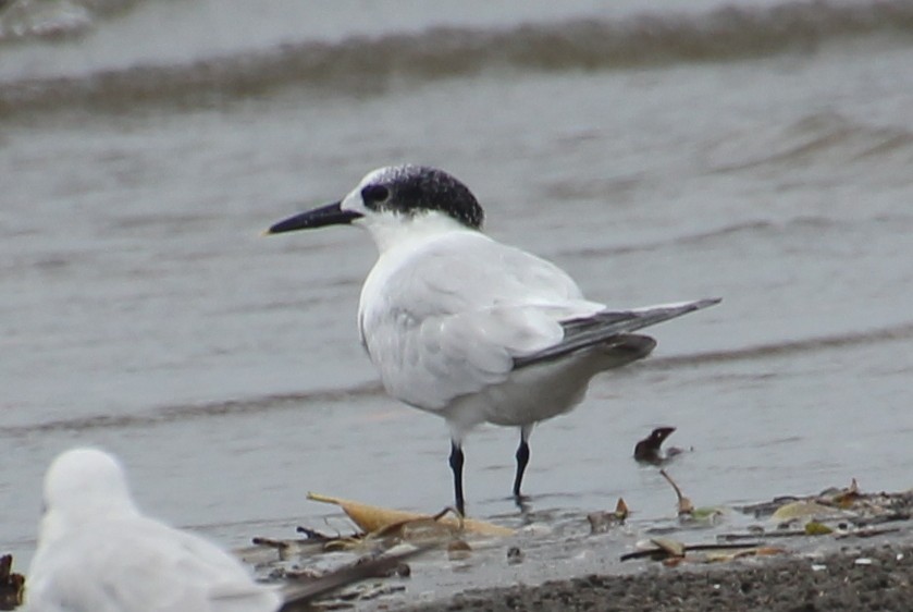 Sandwich Tern - ML624116840